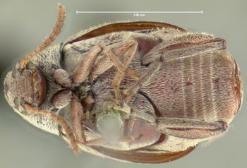 Media type: image;   Entomology 8202 Aspect: habitus ventral view